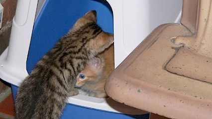 That "Cat Litter In Space" Story